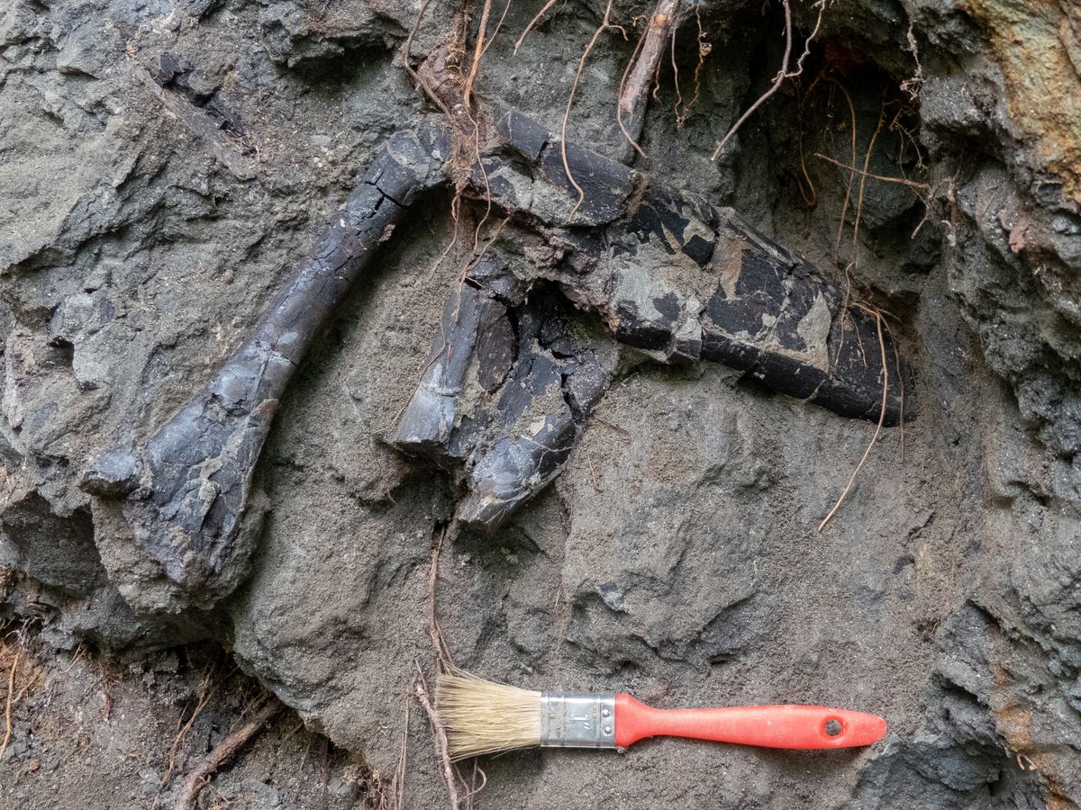 A nagyméretű dinoszauruszcsontok szinte egymáson feküdtek, ami példa nélküli koncentrációt jelent a medencében (Forrás: ELTE)