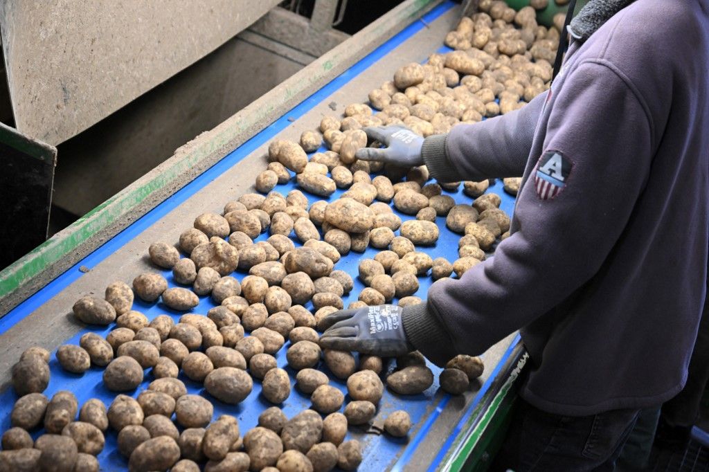 An employee of an agricultural cooperative sorts potatoes after harvesting in Geer, eastern Belgium on September 26, 2025. Fries powerhouse Belgium is in for a record potato harvest this year -- but that's hardly cause for celebration for farmers who face a slump in prices partially driven by a crunch in crispy exports, étkezési burgonya. (Photo by Nicolas TUCAT / AFP)