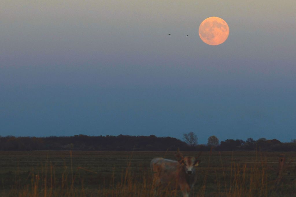 20251005 pest megye delegyhazi tavak vizibivaly naplemente szuper telehold havran zoltan magyar nemzet