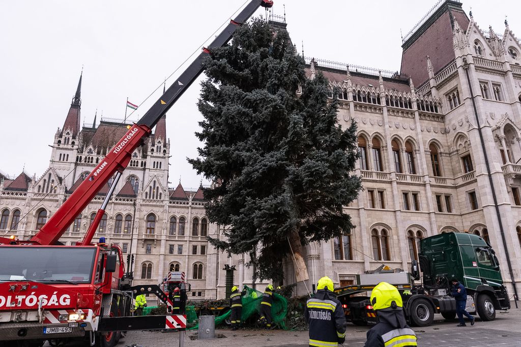 Budapest, 2025. november 24. Az ország karácsonyfája megérkezik az Országház előtti Kossuth térre 2025. november 24-én. A 31 felajánlás közül az Országgyűlés Hivatala az ibrányi, hozzávetőleg 23 méter magas 40 esztendős ezüstfenyőt talált a legszebbnek. 