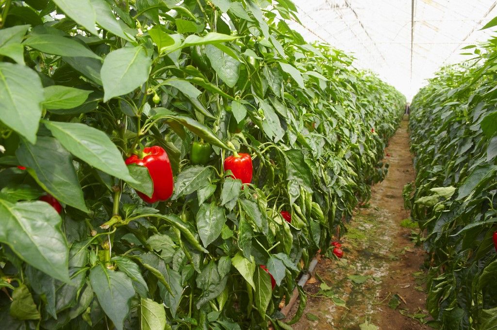 Iceland, Sudurland Region, Hveragerdi, cultivation of red sweet pepper in greenhouse (Photo by Tuul / hemis.fr / Hemis via AFP), fordított áfa