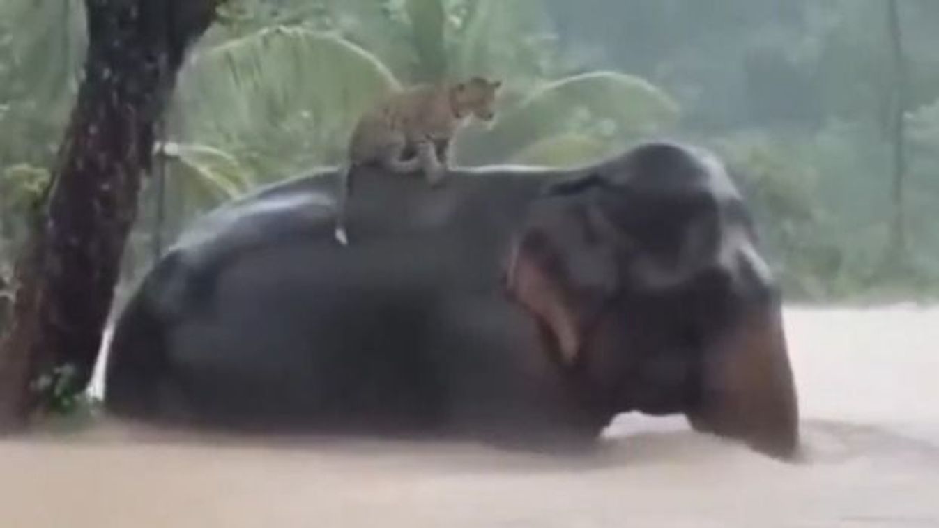 Cikk kép: undefined