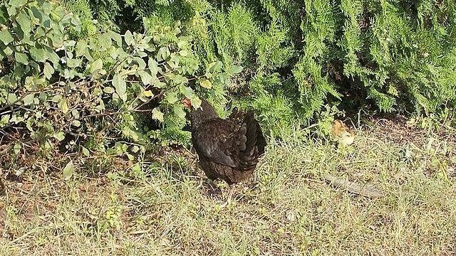 Fekete tyúk.Fotó: Wikimedia Commons