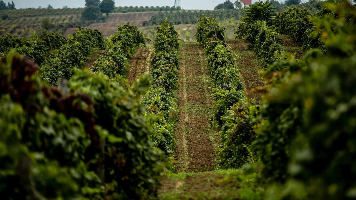 Így érhetik el könnyebben a külpiacokat a magyar gazdák