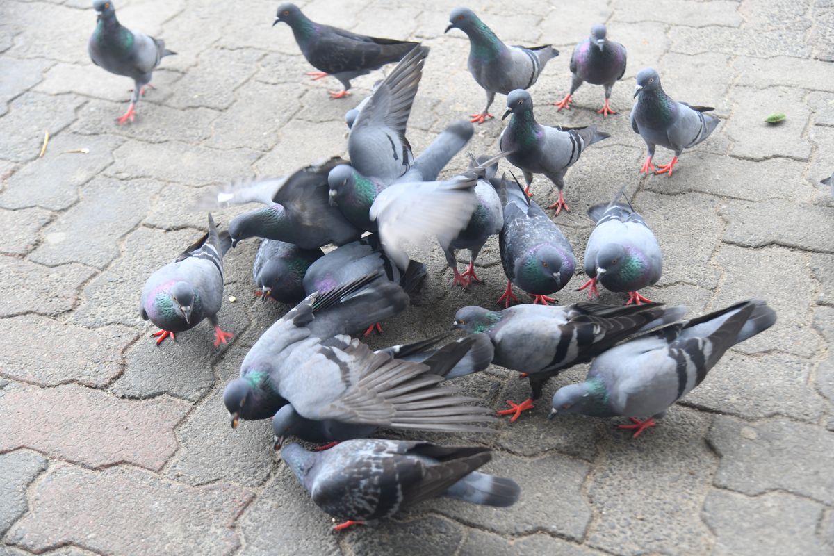 The Group of Pigeons Standing in the Floor and Eating the Foods.
