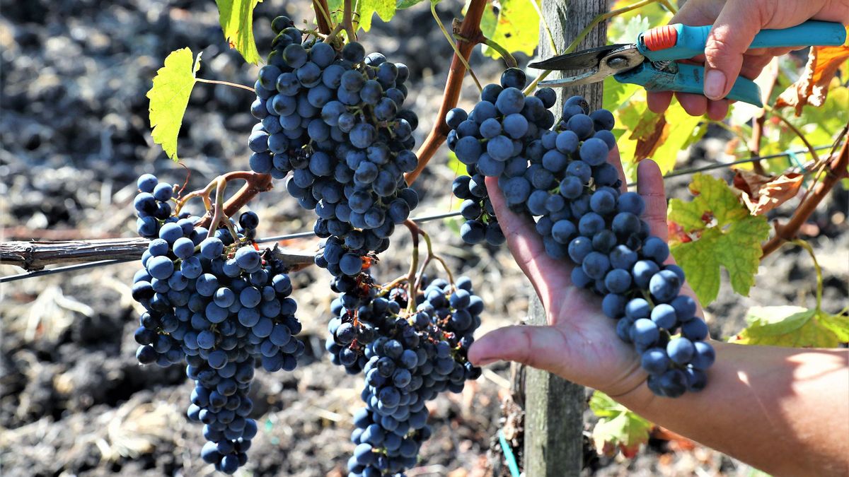 20211005 Egerszalók
St Andrea Szőlőbirtok és Pincészet
fotó: Havran Zoltán (HZ)
Magyar Nemzet