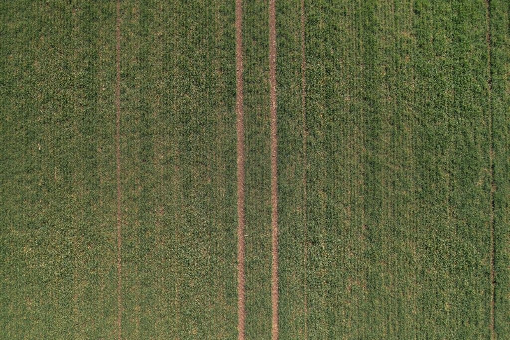 Aerial view of wheat crop seedling. (Photo by IGOR STEVANOVIC / SCIENCE PHOTO / IST / Science Photo Library via AFP), búzavetés