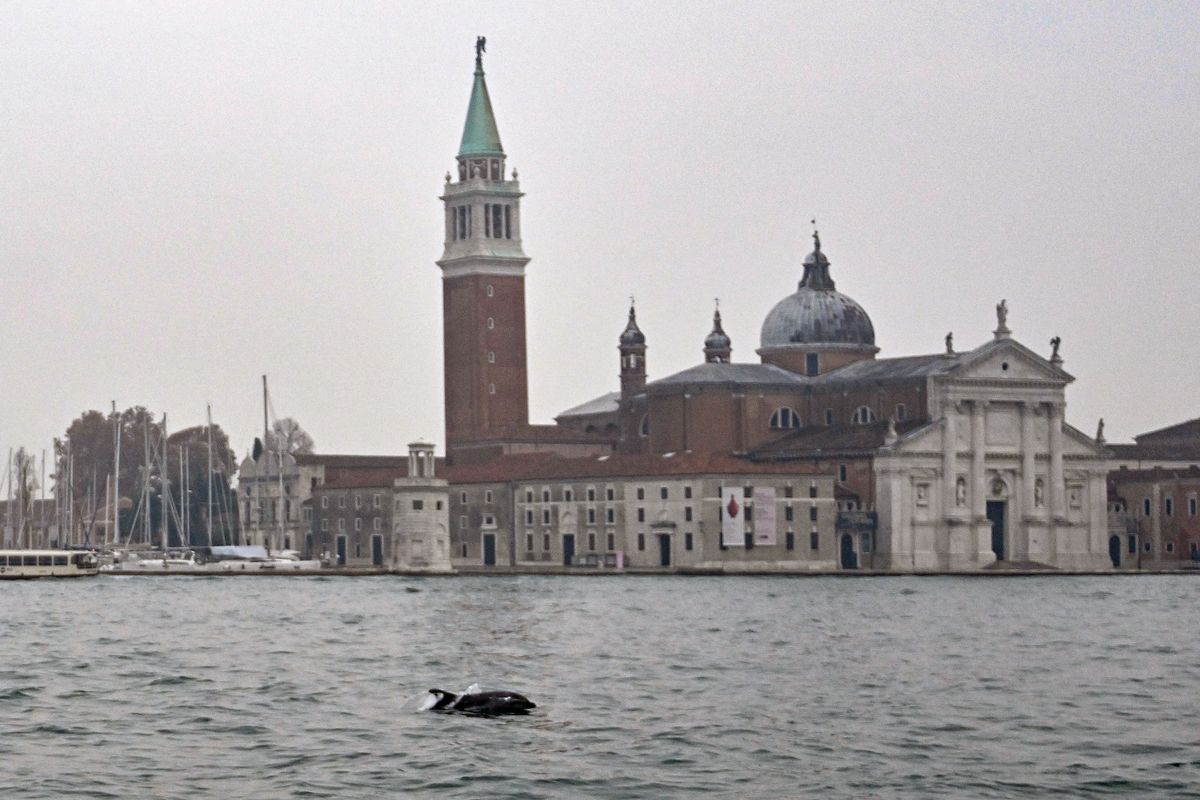 The dolphin nicknamed 'Mimmo' by the Venetians swims in Venice Lagoon on November 14, 2025. (Photo by ANDREA PATTARO / AFP)