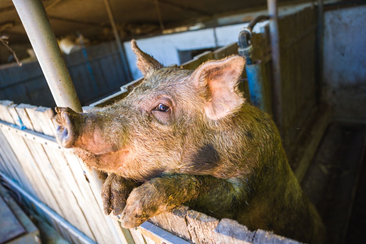 mezőgazdaság, 20250630 Újszilvás Bató Miklós solymász tanyája és állatai Fotó: Németh András Péter  NAP MW A képen: malac disznó sertés