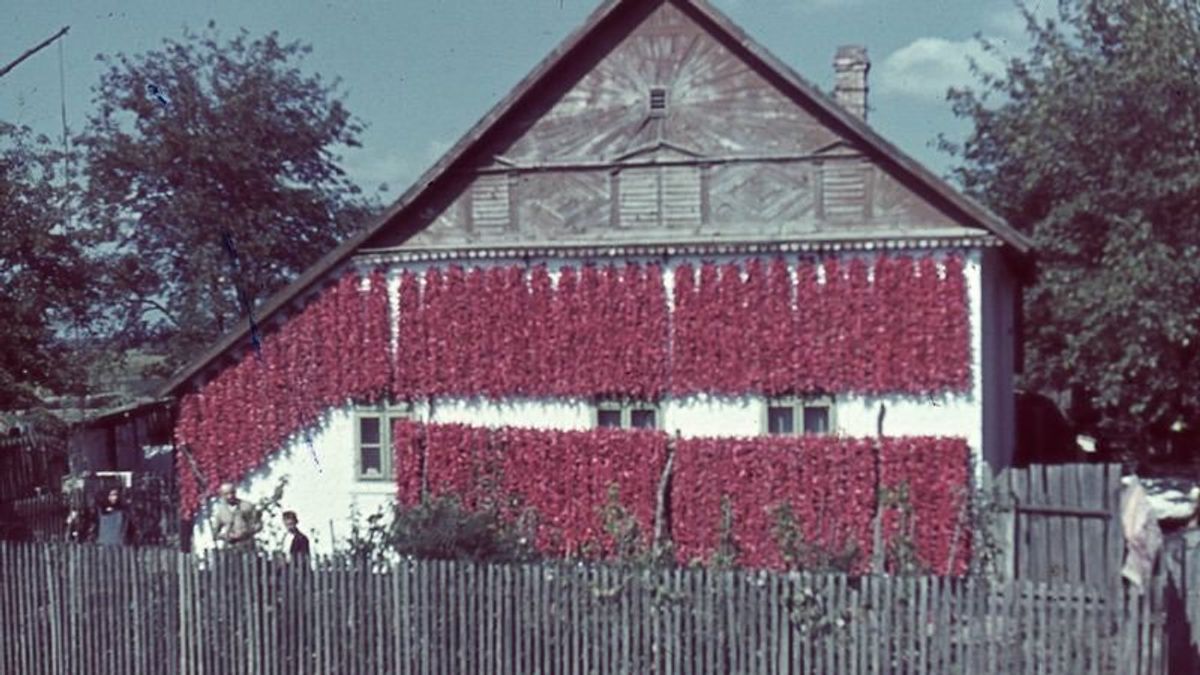 Egy fűszer, ami megváltoztatta Magyarországot – a pirospaprika kalandos története