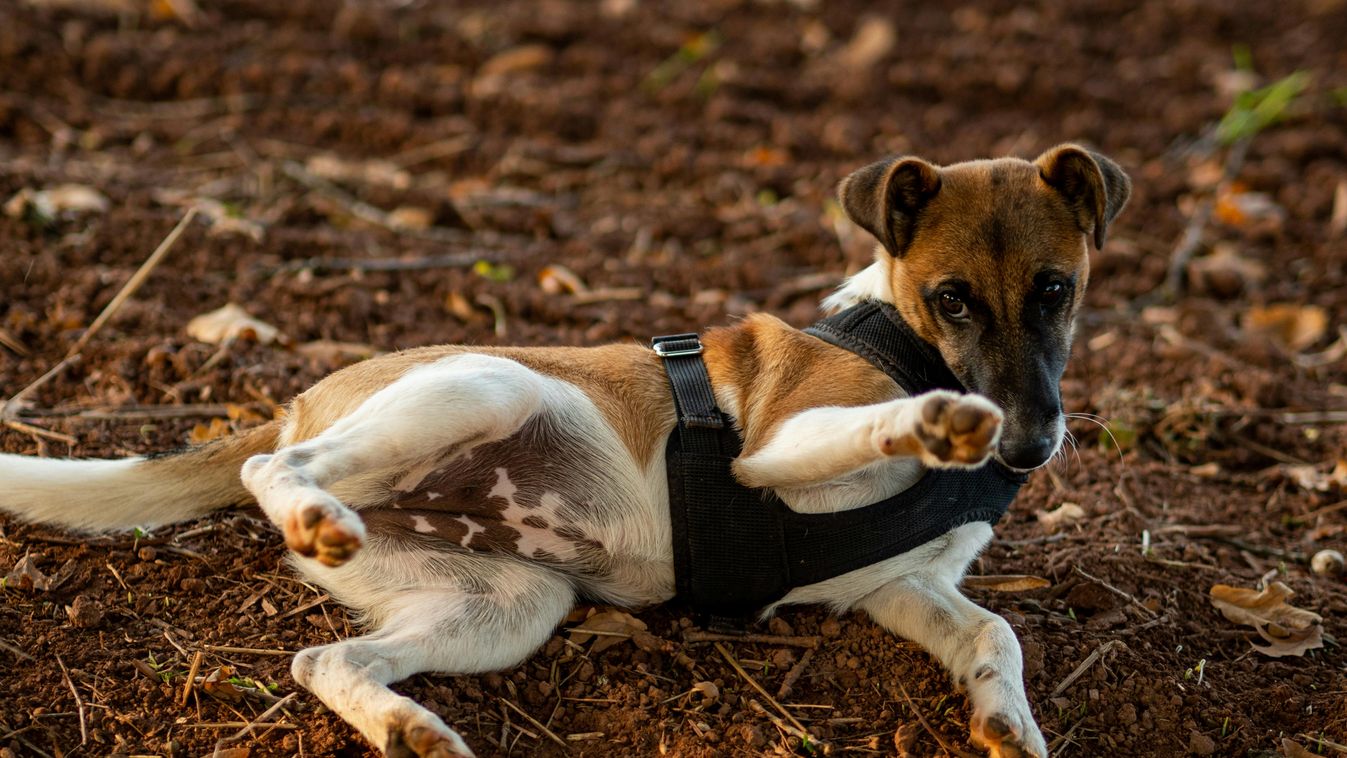 A fox terrier fajtájú kutya több tucatnyi csirkét pusztított el, amit a vadász megelégelt és lelőtte az ebet.