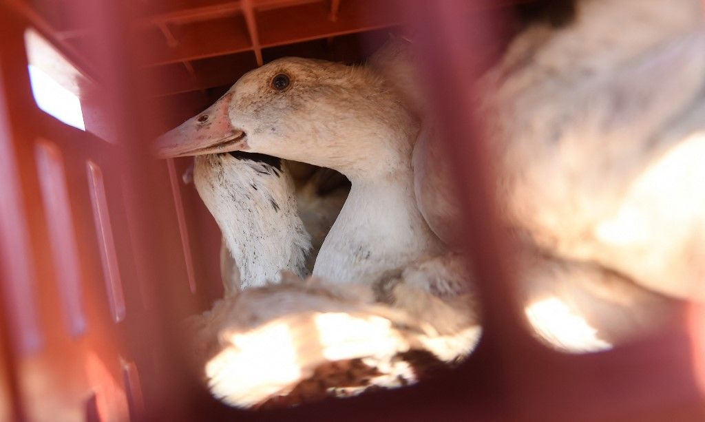 Ducks sit in a cage waiting to be sent to a slaughterhouse for extermination due to the avian flu outbreak that began in late November, at a farm in Doazit, southwestern France, on January 26, 2022. The French government said on January 20, 2022, that it would cull more than one million birds in the coming weeks to fight a surging outbreak of avian flu on poultry farms. All ducks, chickens and turkeys must be culled in some 226 municipalities in France's southwestern Landes, Gers and Pyrenees Atlantiques departments, totalling up to 1.3 million birds. (Photo by GAIZKA IROZ / AFP), madárinfluenza