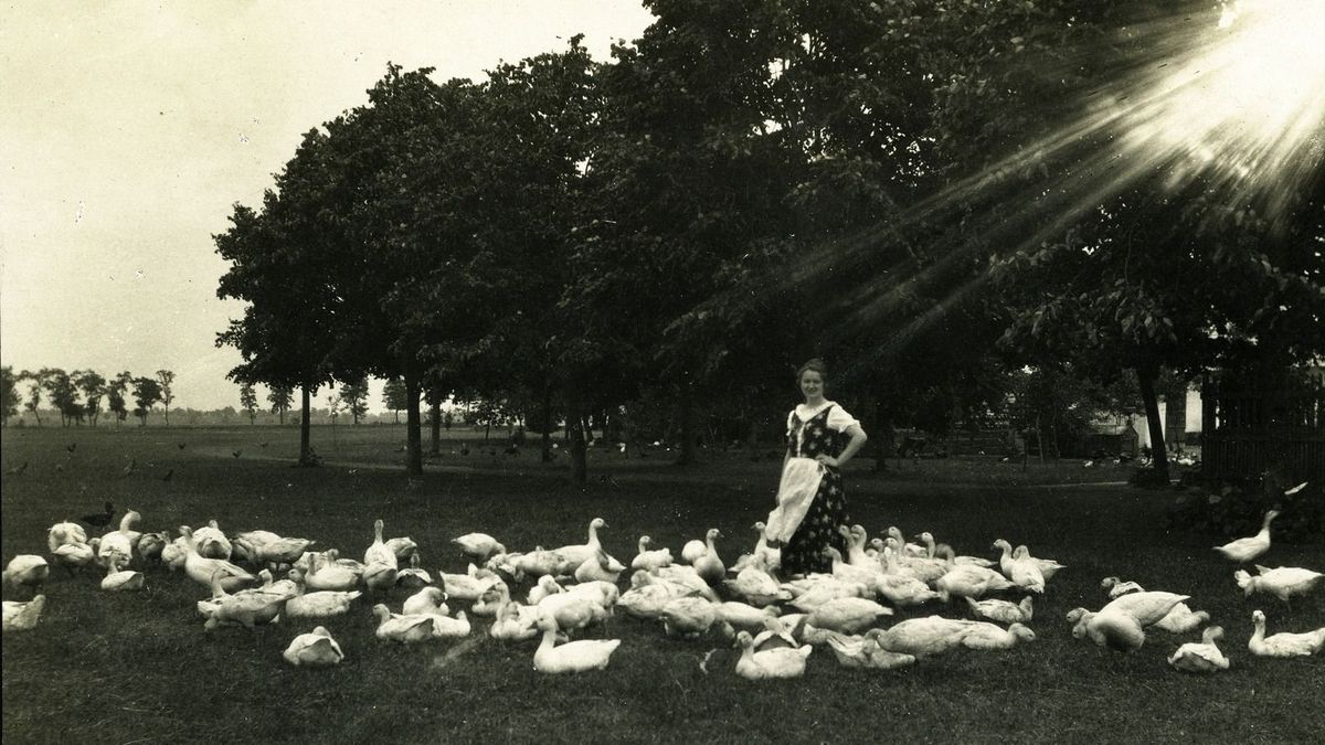 Márton-nap titkai: elfeledett libareceptek, meglepő hagyományok