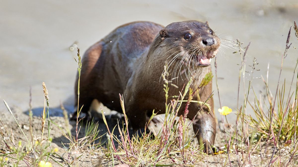 Kihaltnak hitt ragadozót lepleztek le a kamerák