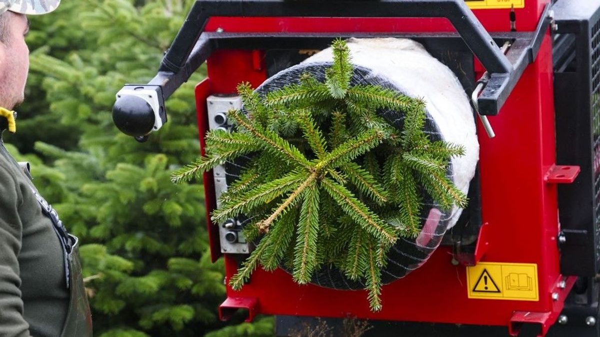 Karácsonyfa, csomagolás közben. A kép illusztráció./Fotó: AFP