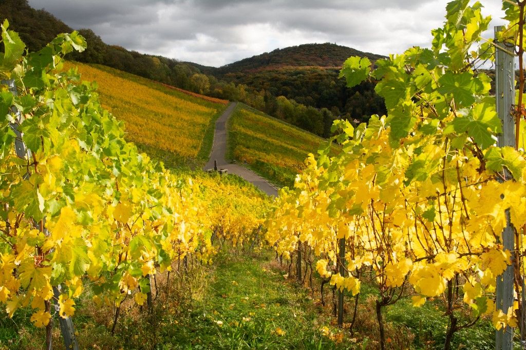 Oberdollendorfer vineyards are seen during the autumn sun near Bonn, Germany, on October 21, 2025. (Photo by Ying Tang/NurPhoto) (Photo by Ying Tang / NurPhoto via AFP), Nemzeti Földalap