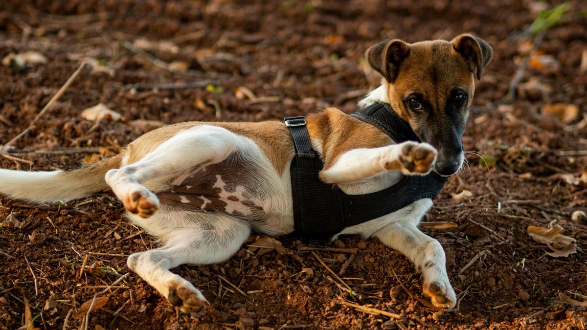 A fox terrier fajtájú kutya több tucatnyi csirkét pusztított el, amit a vadász megelégelt és lelőtte az ebet.

Pexels.com/Fabian Köhler