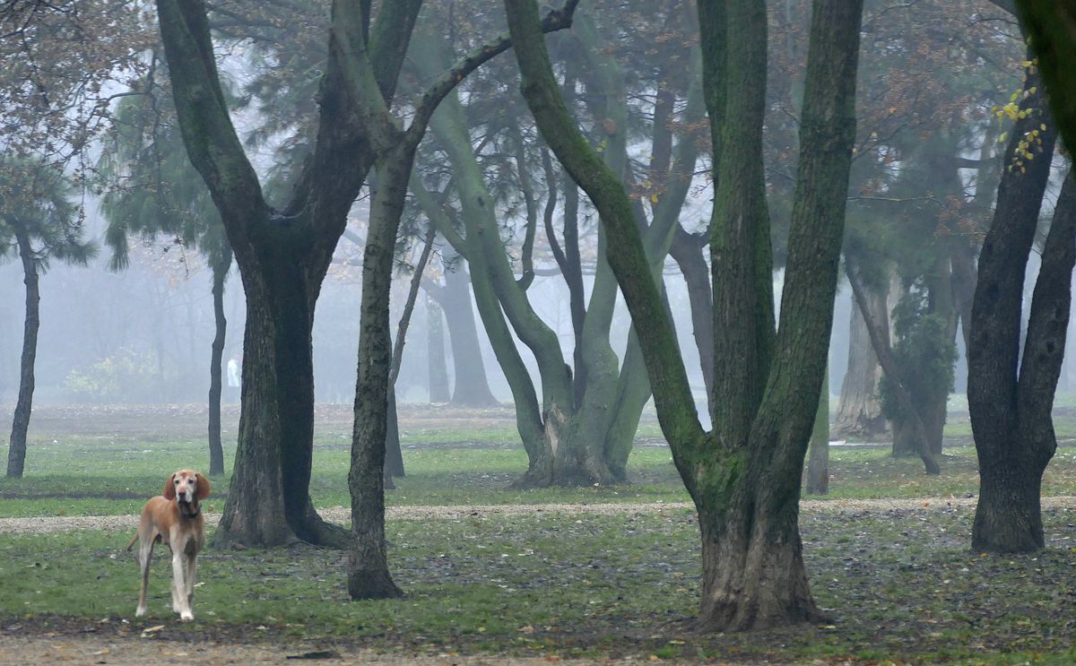 Budapest, 2019. december 9.
Sétáló kutya ködös téli reggel a Vérmező parkjában. 
MTVA/Bizományosi: Jászai Csaba 
***************************
Kedves Felhasználó!
Ez a fotó nem a Duna Médiaszolgáltató Zrt./MTI által készített és kiadott fényképfelvétel, így harmadik személy által támasztott bárminemű – különösen szerzői jogi, szomszédos jogi és személyiségi jogi – igényért a fotó szerzője/jogutódja közvetlenül maga áll helyt, az MTVA felelőssége e körben kizárt.