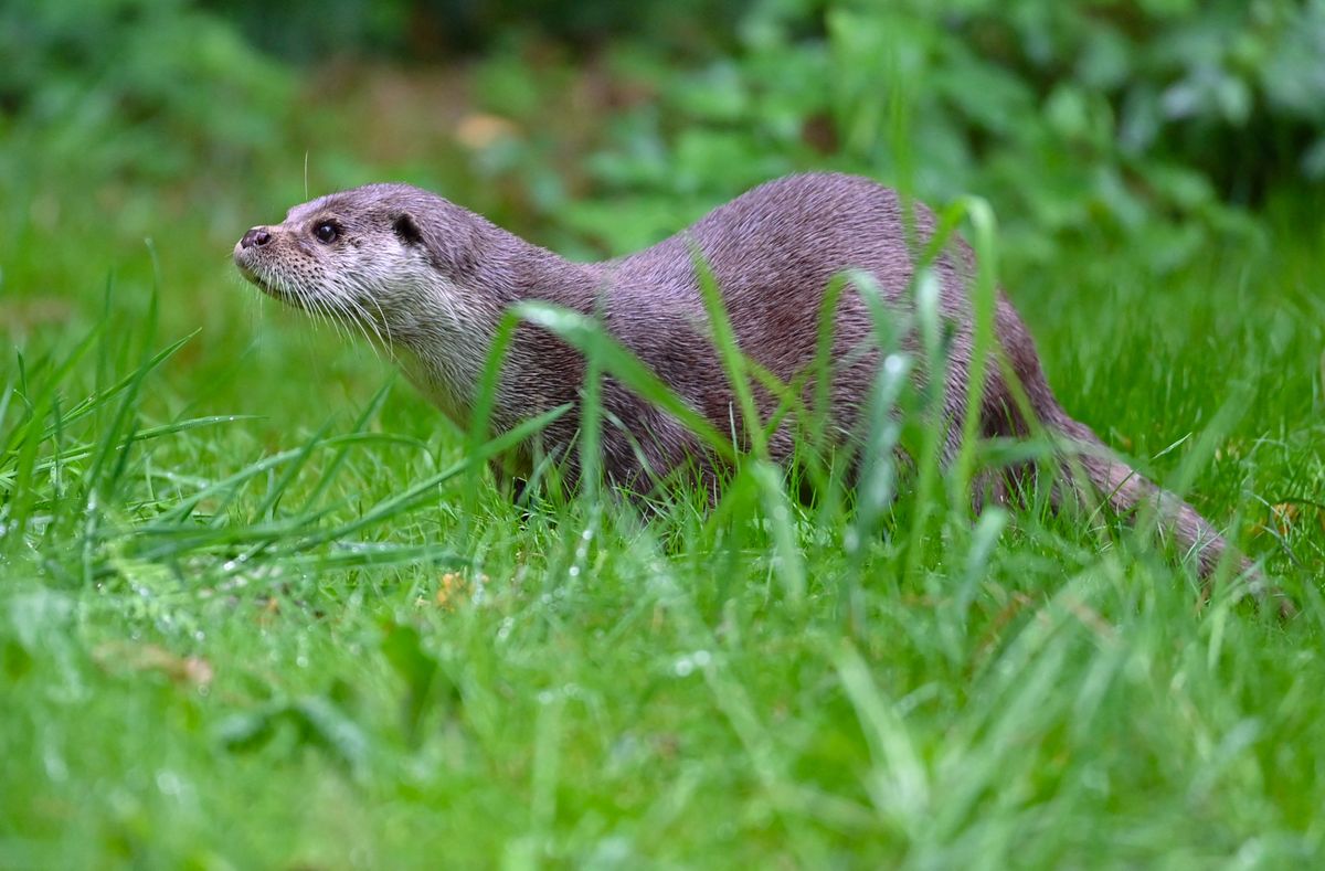 27 September 2022, Brandenburg, Groß Schönebeck: An otter (Lutra lutra) can be seen in its enclosure at Schorfheide Wildlife Park. Otters are adapted to aquatic life and belong to the marten family (Mustelidae). They can grow up to 1.20 meters long and are among the best swimmers among land predators. The otter has the densest fur of native wild animals. There are up to 70,000 hairs on one square centimeter of skin - humans, on the other hand, have only about 200 hairs on their heads over the same area. Photo: Patrick Pleul/dpa/ZB (Photo by PATRICK PLEUL / dpa Picture-Alliance via AFP)