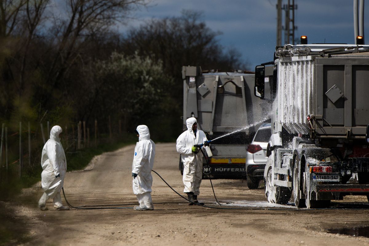 20250331 Levél, ragadós száj- és körömfájás (RSzKF) vírusban szenvedő álltokat ölik le a szarvasmarhatelepen. Fertőtlenítés.fotó: Ladóczki Balázs (LB)MW