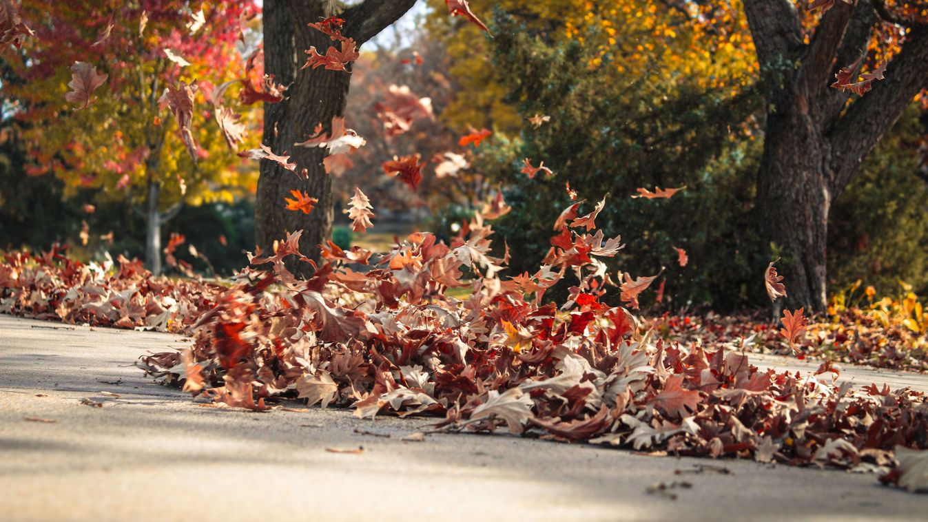 autumn leaves blowing in the wind with pavement and tree in the background

2538303333
Shutterstock