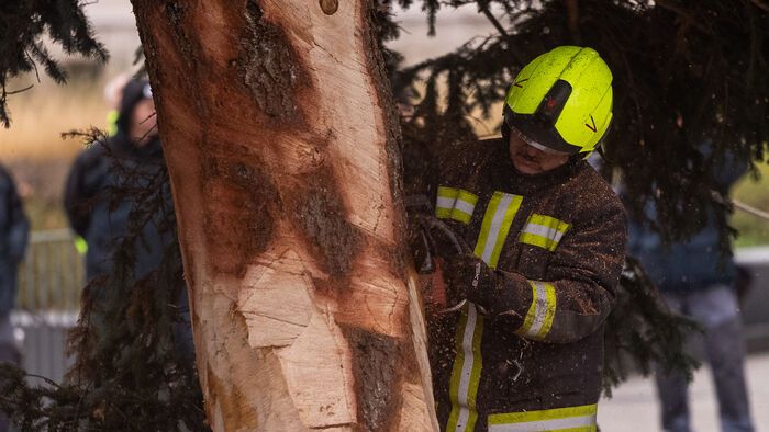 Budapest, 2025. november 24. Az ország karácsonyfája megérkezik az Országház előtti Kossuth térre 2025. november 24-én. A 31 felajánlás közül az Országgyűlés Hivatala az ibrányi, hozzávetőleg 23 méter magas 40 esztendős ezüstfenyőt talált a legszebbnek. 