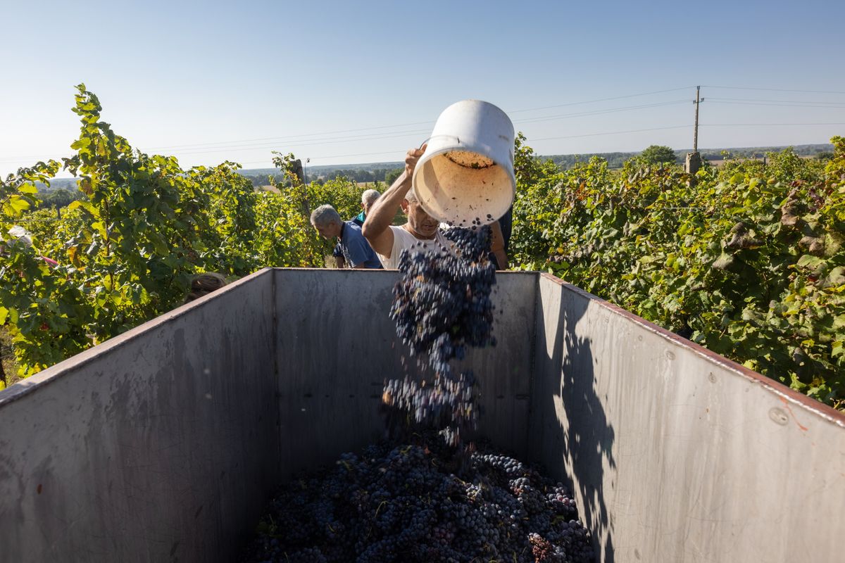 Siklós, 2023. szeptember 28.
Kézzel szüretelik a merlot szőlőt a Tollas pincészet szőlőültetvényén a Baranya vármegyei Siklós közelében 2023. szeptember 28-án.
MTI/Ruprech Judit