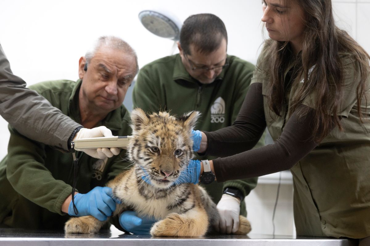 Budapest, 2025. december 8.
A rendőrség által egy tiszafüredi férfitől lefoglalt 3 hónapos kistigris hőmérsékletét mérik a Fővárosi Állat- és Növénykert állatorvosi klinikáján 2025. december 8-án. A 40 éves férfi ellen természetkárosítás, valamint veszélyes állat tartásával kapcsolatos kötelezettség megszegése miatt indult eljárás.
MTI/Kocsis Zoltán