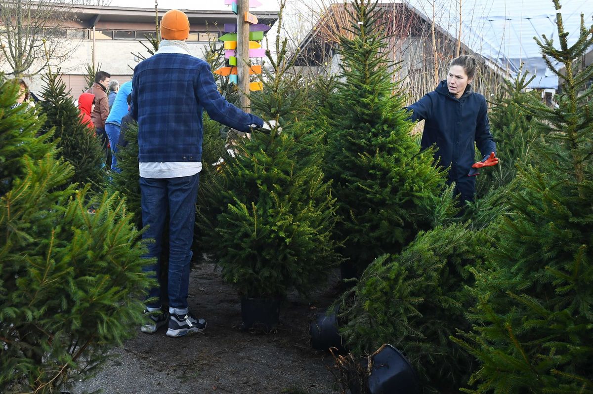 Utrecht, 2021. december 11.Emberek kiválasztják a karácsonyfát, amelyet bérbe vesznek az ünnepek idejére egy utrechti fenyőfakölcsönzőnél 2021. december 11-én. A környezetbarát vállalkozók a fenyőket a gyökerükkel együtt adják bérbe, majd a kiásás után három héttel újra elültetik a fákat.MTI/EPA/ANP/Piroschka van de Wouw, karácsonyfa