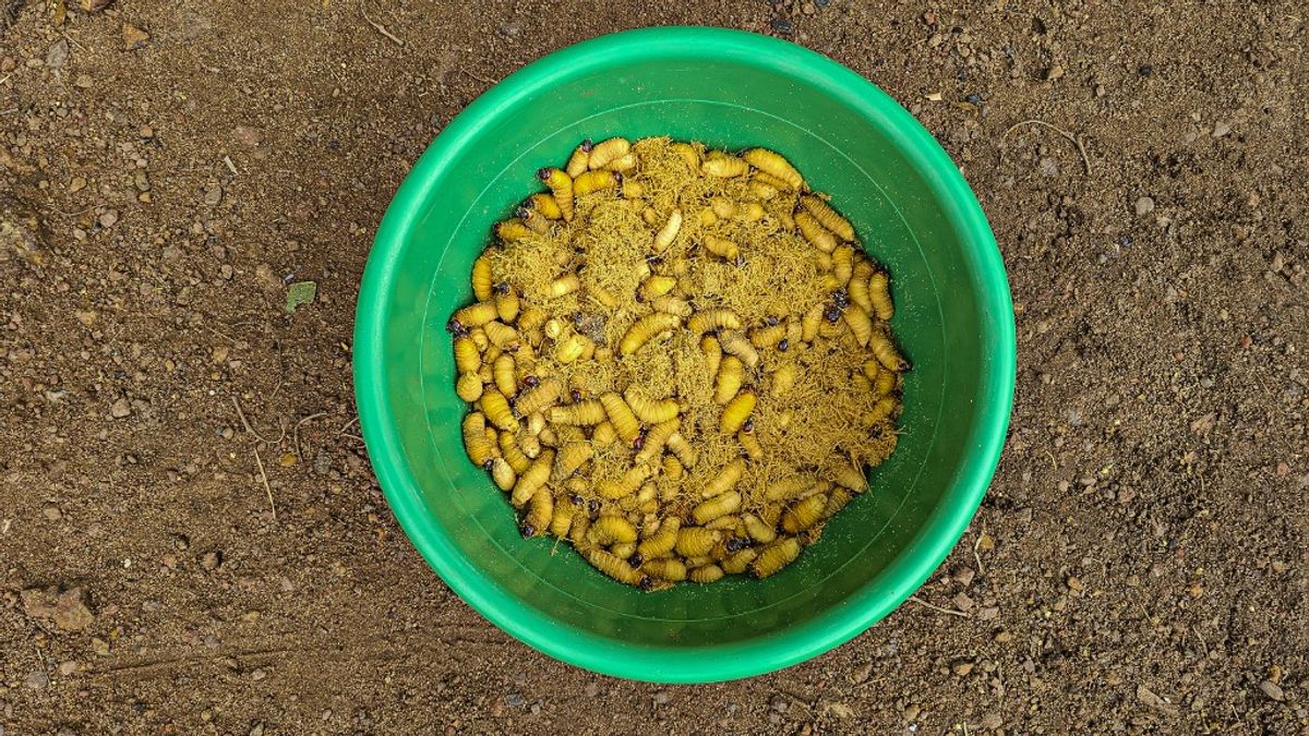 Ukrán csirkével már megszórták Európát, most jön a rovarliszt