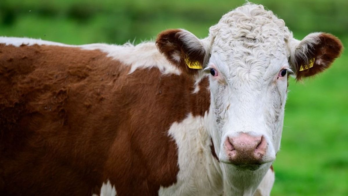 Felpörgött a marhavágás, most húst vesznek a törökök, nem élőállatot