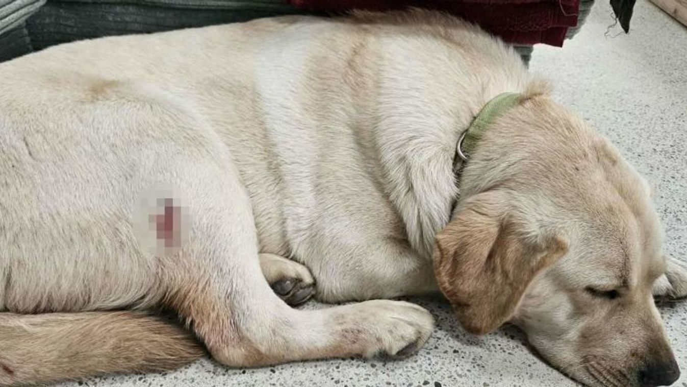 A megsebesített kutyus (Forrás: police.hu)