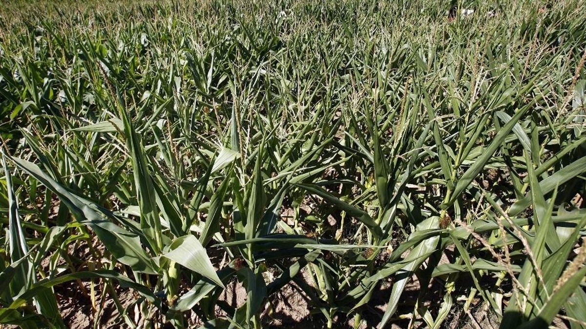 A genom szerkesztése maradhat, a GMO továbbra sem elfogadott