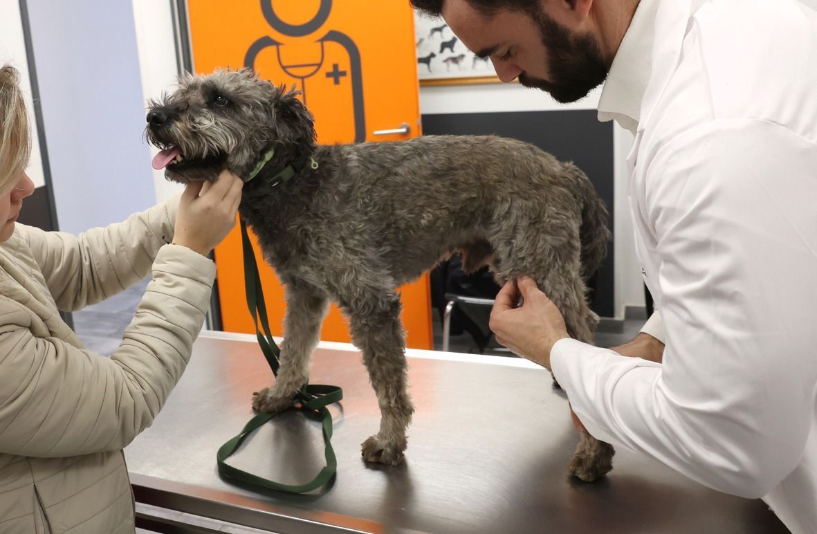 20240305 Kaposvár
Alapos vizsgálaton esett át Bolyhos nevű kutya az egyik kaposvári állatorvosi rendelőben. Ballér Tamás ortopédiai és neurológiai problémákra szakosodott állatorvos azt vizsgálta meg, hogy nincs-e térdkalács ficama az állatnak.

Fotó: Lang Róbert LR
Somogyi Hírlap SH

A képen: Ballér Tamás (j) ortopédiai és neurológiai problémákra szakosodott állatorvos 
kutya