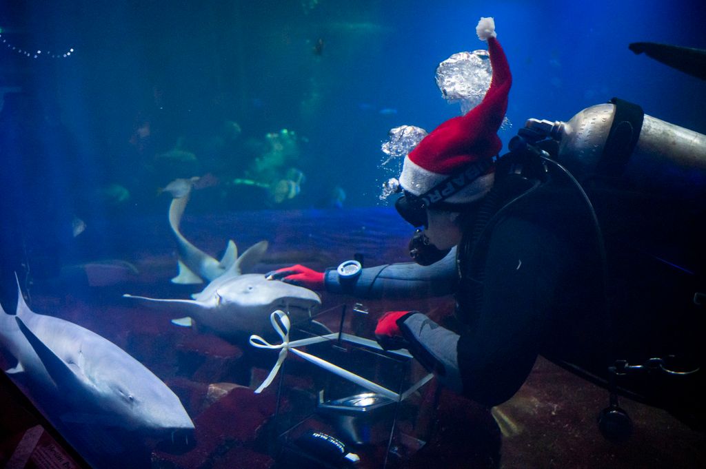 Budapest - Állatok karácsonya a Fővárosi Állat- és Növénykertben 