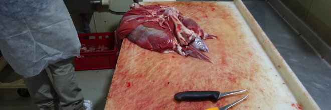 Egy vadfeldolgozó üzemet bezárattak az ellenőrök. / Fotó: Nébih