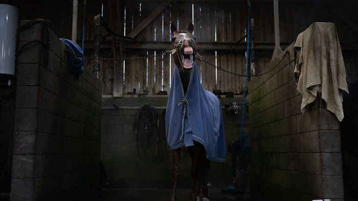 Franciaország - Josh Power nevű versenyló istállójában