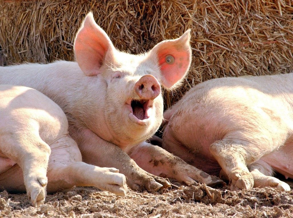 A tenyészsertéstartók támogatása következik, jelentős összeget kapnak. / Fotó: WOLF-DIETRICH WEISSBACH / DPA