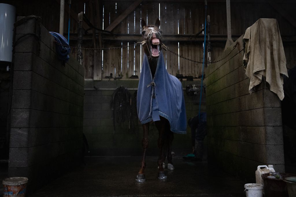 Franciaország - Josh Power nevű versenyló istállójában