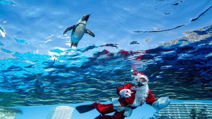 Mikulás-jelmezbe öltözött búvár úszik egy pingvinnel a Sunshine Akváriumban