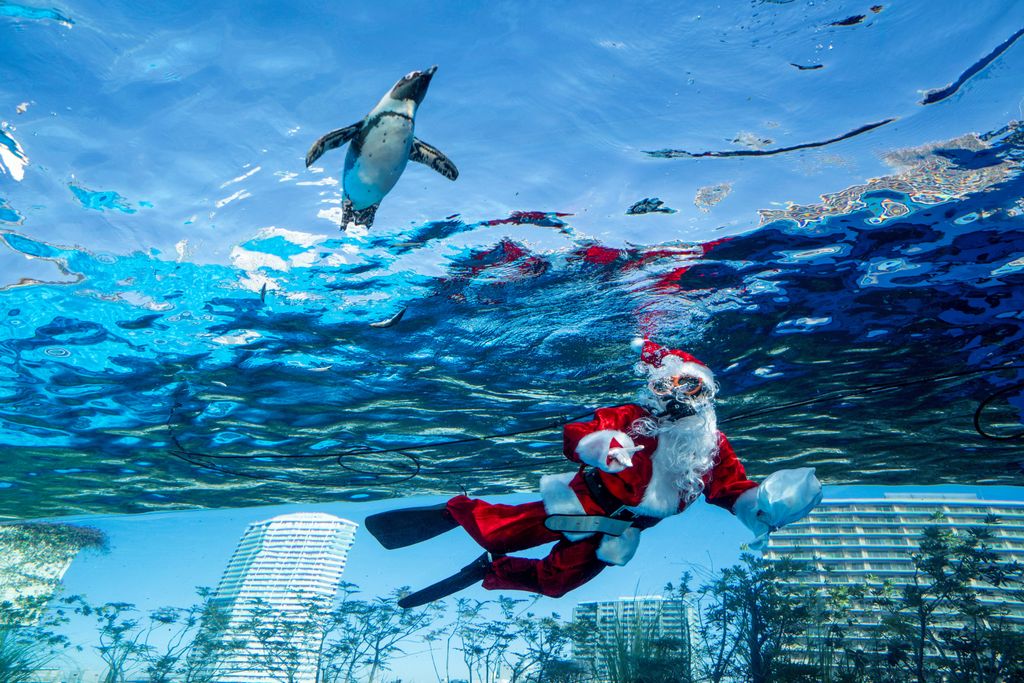 Mikulás-jelmezbe öltözött búvár úszik egy pingvinnel a Sunshine Akváriumban