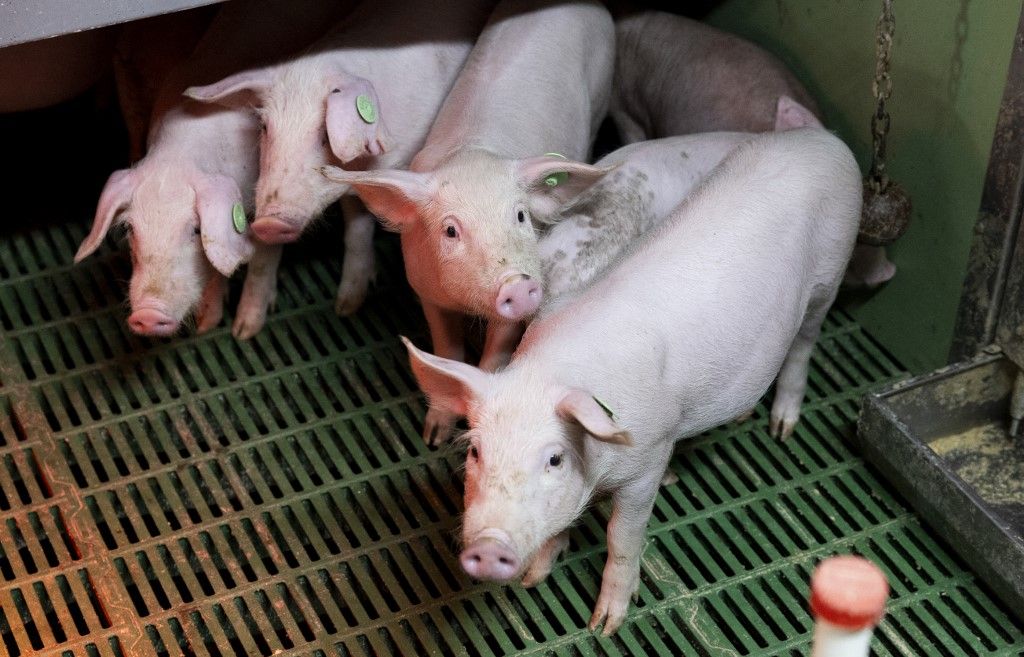 Pigs are seen at a pig farm in Manacor, on the island of Mallorca on December 4, 2025. Earlier this week Spain deployed more than 100 army troops to help some 300 Catalan regional officials to contain an outbreak of African swine fever that has sparked fears for the country's powerful pork export industry. Swine fever does not affect humans but is highly contagious and lethal for pigs. Any spread of the disease to farms could seriously harm the world's third-largest producer of pork and pork derivatives. The virus, however, has not been detected on any of the farms located within a 20-kilometer radius of the infected area. (Photo by Jaime REINA / AFP), sertéshús