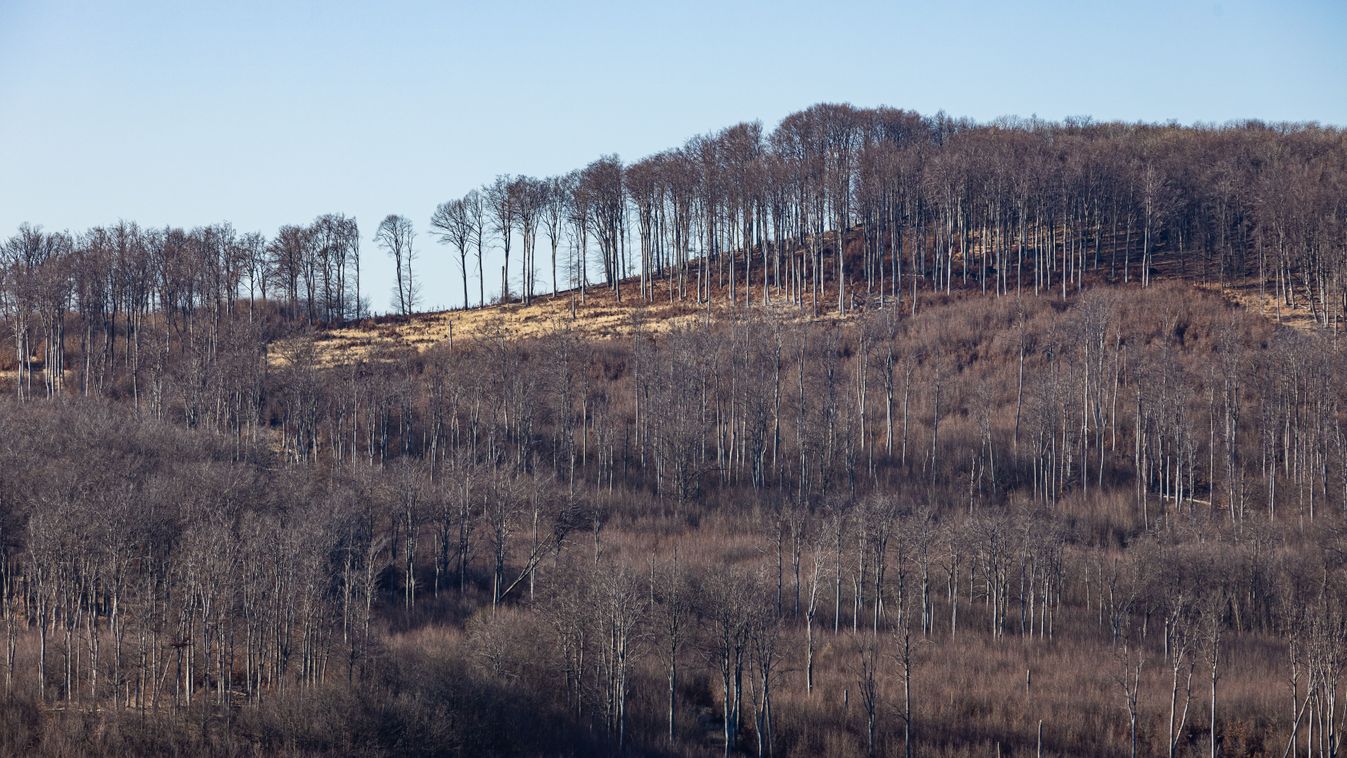 Deforestation in Mátra mountains Hungary
2112121625
Illusztráció
Shutterstock
Martchan