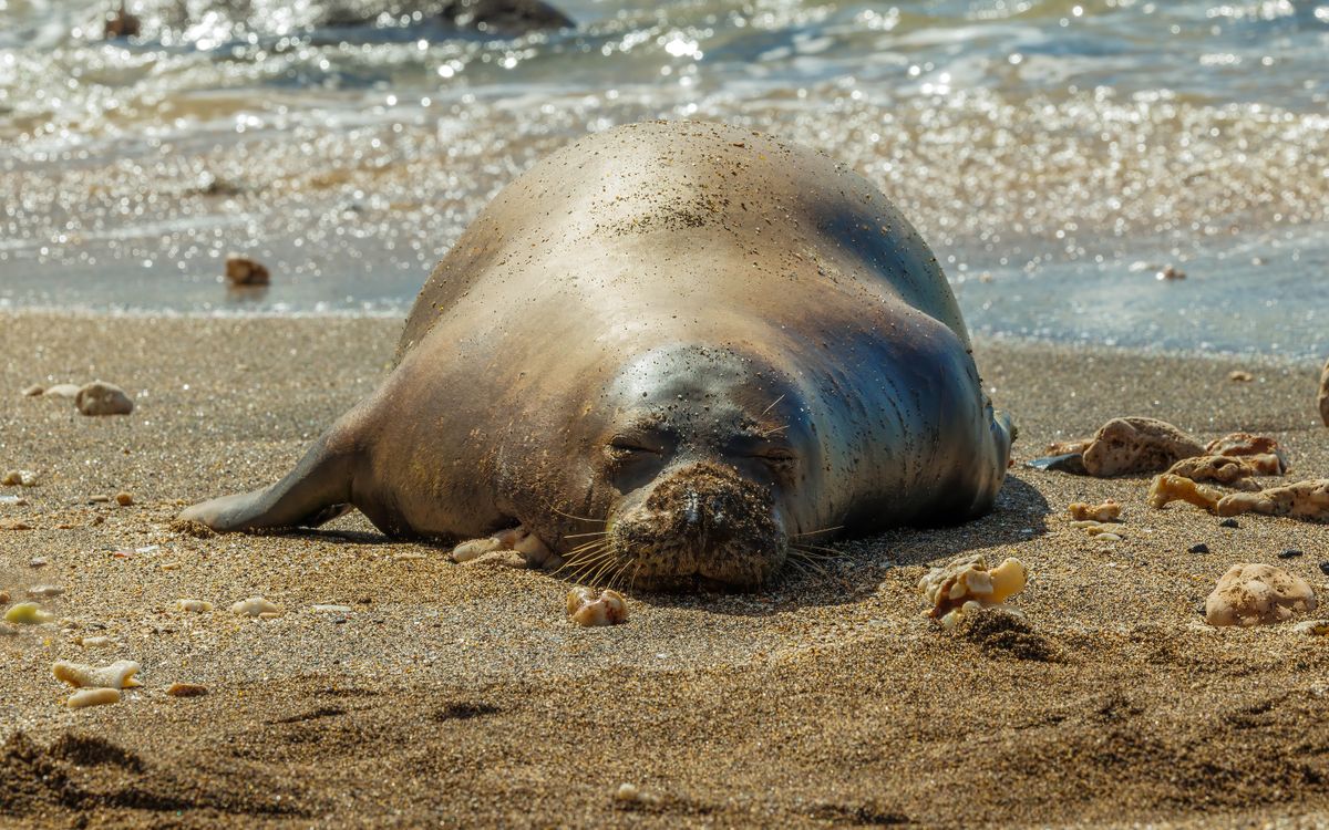 Hawaiian endangered monk seal resting on beach