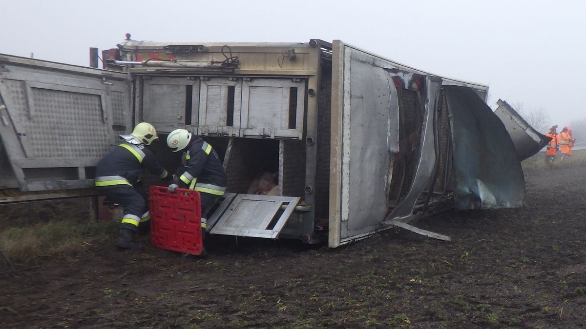 Több tucat sertés esett áldozatul