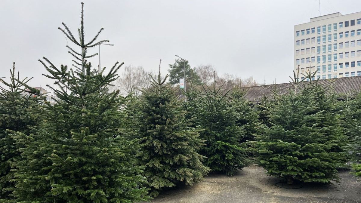 Vidéken olcsóbban szerezhető be a karácsonyfa