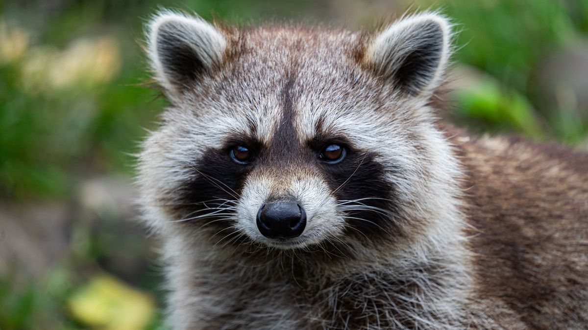 Rákapott a bűnözésre a világhírű iszákos mosómedve + videó