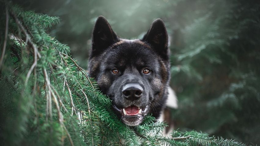 Kvíz kérdést ábrázoló kép.