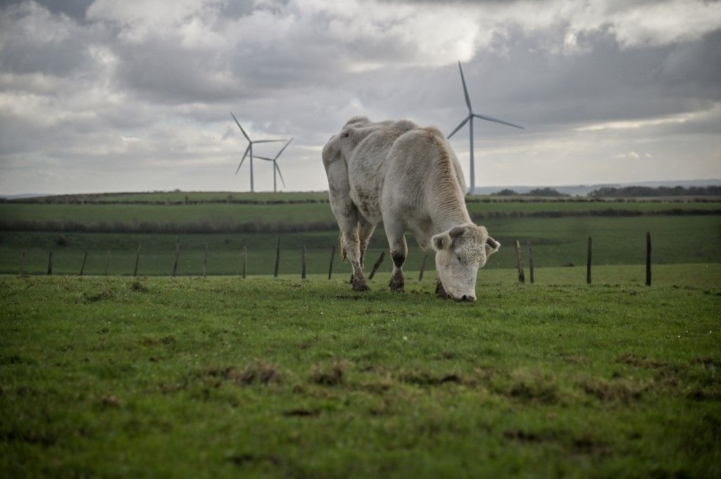 White cows in a meadow with wind turbines in the background in Camiers Sainte Cecile on November 22, 2024. The Cote d Opale is at the heart of several wind projects, both onshore and offshore, aimed at strengthening the production of renewable energy in the region. the region s commitment to the energy transition, despite local debates and opposition regarding the landscape and environmental impact of certain projects. Des vaches blanches dans un pre avec en arriere plan des eoliennes a Camiers Sainte Cecile le 22 novembre 2024. La cote d opale est au cur de plusieurs projets eoliens, tant terrestres qu offshore, visant a renforcer la production d energie renouvelable dans la region. l engagement de la region dans la transition energetique, malgre les debats et oppositions locales concernant l impact paysager et environnemental de certains projets. (Photo by Quentin Top / Hans Lucas via AFP), öko vetőmagok
