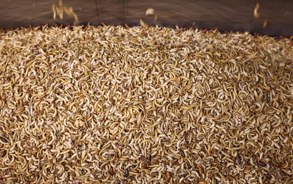 13 April 2023, Mecklenburg-Western Pomerania, Roggentin: A tour of the start-up company Inova Protein demonstrates how mealworms are processed. The company already produces 1.5 tons of insect meal per month in its new production hall, and plans to produce five tons in the course of this year. Inova's products are processed by other companies into animal feed and food for human consumption. Photo: Bernd Wüstneck/dpa (Photo by BERND WUSTNECK / dpa Picture-Alliance via AFP), rovarfehérje